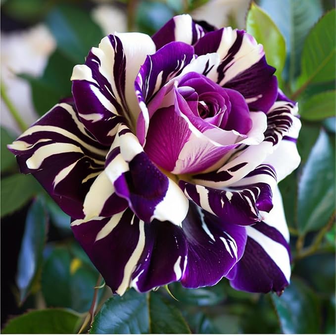 300+ Mixed Climbing Rose Seeds for Planting Outdoors-Hybrid Rare Rose Flower Seeds to Plant,Non-GMO Heirloom Home Great Garden Vine Home Landscape