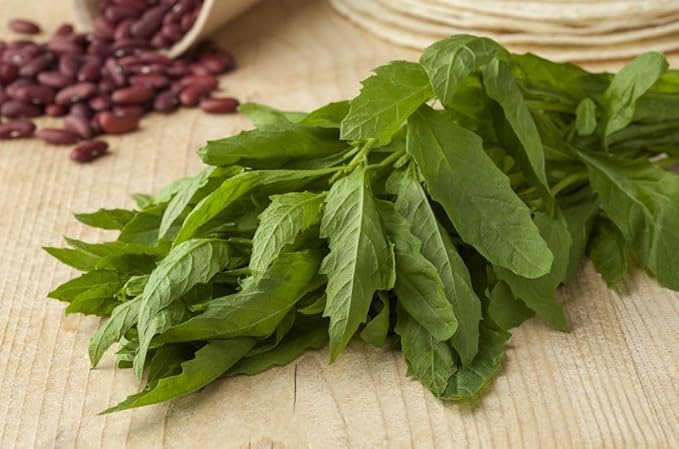Live Epazote Plant/Mexican Tea. Year's Supply. Family+Friends Pack. Helps Immunity, Digestion, Metabolism. Flavorful, Pungent, Fresh, Edible. Easy Grow. Indoor/Outdoor. (4 Epazote in Sac)