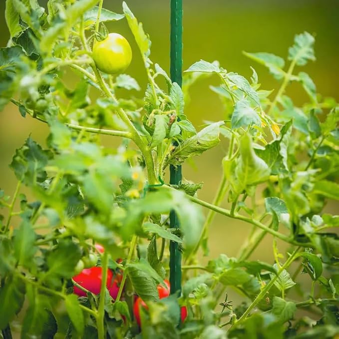 G-LEAF Garden Stakes 6 ft Plastic Coated Steel Tube Sturdy Metal Plant Sticks for Tomato,Cucumber,Bean,Tree,Pack of 50