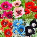 1010+ Perennial Mixed Poppy Flower Seeds for Planting Outdoors-Poppy Seeds Attracts Bees&Butterflies Fragrant Butterfly