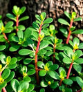 1000PCS Golden Purslane Seeds Portulaca Sativa Vegetable Gardening Seeds Heirloom Non-GMO
