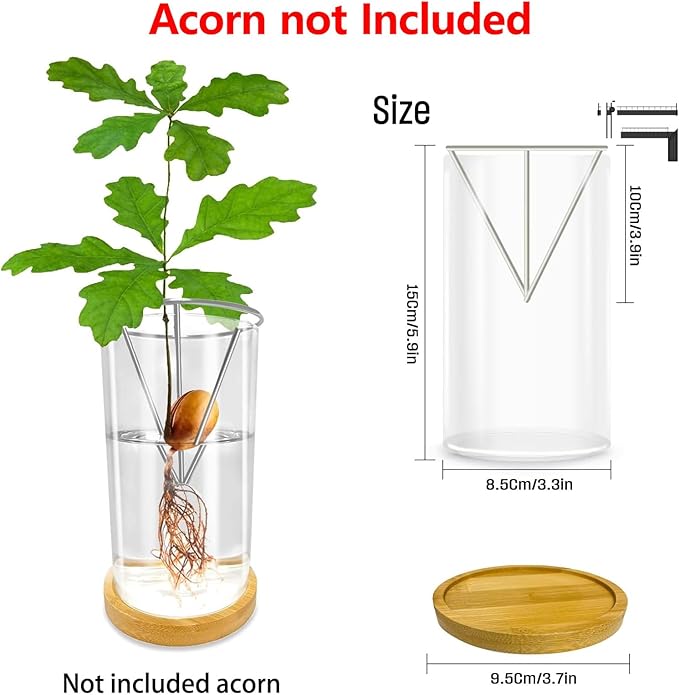 Glass Acorn Sprouting Seed Starter Vase - Acorns Tree Growing Kit with Base, Hydroponics Terrariums Pot Deco Indoor Unusual Gift for Gardening Lovers (Not Included Acorn