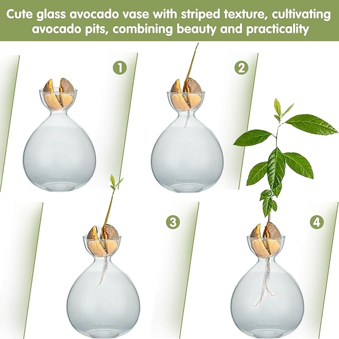 2PCS Avocado Vase Grow Glass Bulb Vases Acorn Seed Starter Vase Avocados Pit Planter Pot for Gardening Lover Indoor Hydroponics