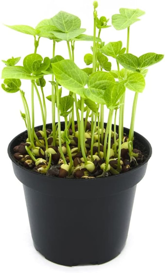 Todd's Seeds Protein Bean Sprouting Seed Mix; Green Pea, Mung Bean, Adzuki, Garbanzo, Non-GMO, Chemical Free, High Germination (1/4 Pound)