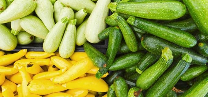 This is a Mix 50 Zucchini and Squash Mix Seeds 12 Varieties Non-GMO Delicious Grown in USA. Rare Super Profilic Cucurbita Pepo