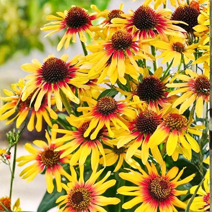 200+ Perennial Mix Echinacea Coneflower Seeds for Planting-Rare Non-GMO Plant Flower Seeds