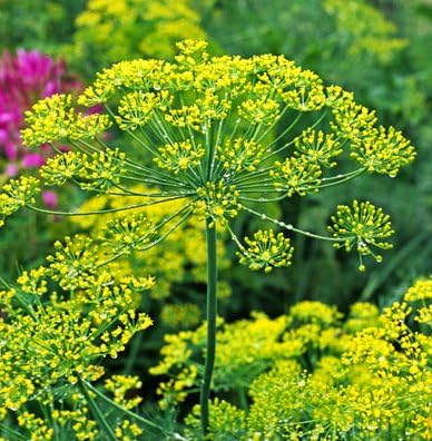 Bouquet Dill Herb Seeds, 1500 Heirloom Seeds Per Packet, (Isla's Garden Seeds), Non GMO Seeds, Botanical Name: Anethum graveolens