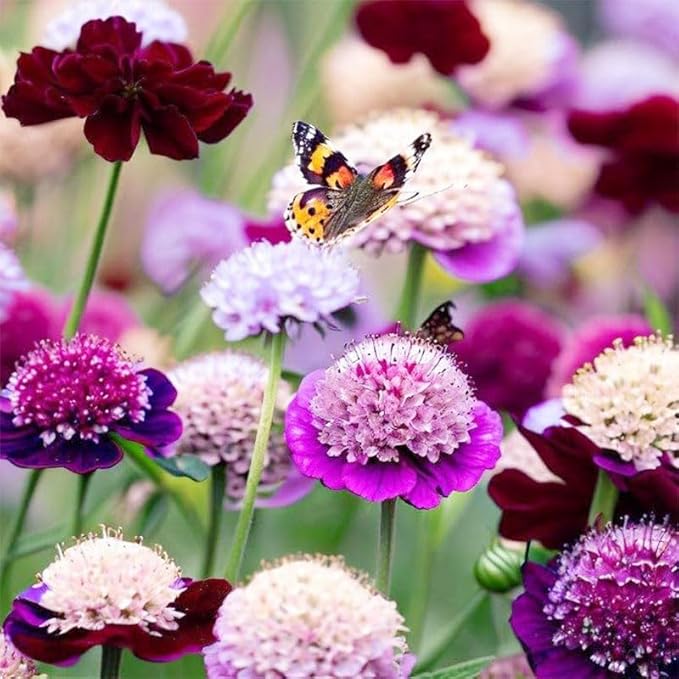 320+ Perennial Dwarf Double Scabiosa Pincushion Flower Seeds for Planting-Non-GMO Heirloom Plant Seeds Garden Outdoor