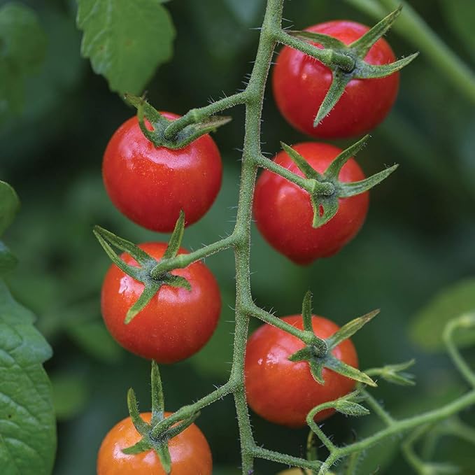 Burpee 'Cherry Baby' Hybrid,Red Cherry Tomato, 25 Non-GMO Seeds