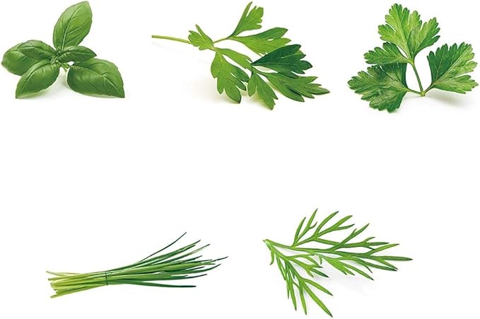 Herb Garden Seeds Collection - 5 Culinary Herb Seeds Pack - Basil, Parsley, Cilantro, Chives and Dill Seeds, Heirloom Seeds for Planting