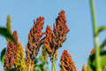 Sweet Sugar Cane Sorghum Seeds for Planting - Heirloom & Open-Pollinated Variety, Non-GMO Vegetable Seeds for Planting in The Home Garden (1,000 Seeds)