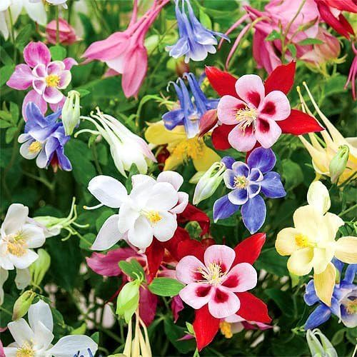 200 Columbine McKana Giants Flower Seeds, Perennial Colorful Attracts Bees and Hummingbirds from USA Aquilegia caerulea
