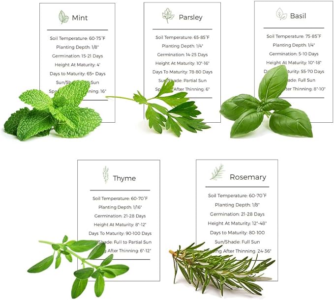 Herb Garden Seeds Collection - 5 Culinary Herb Seeds Pack - Basil, Mint, Parsley, Thyme and Rosemary, Heirloom Seeds for Planting