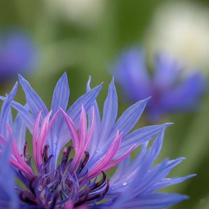 2000 Cornflower Seeds for Planting, Bachelor Button Blue Flower Seeds, Flower Seeds to Plant Outside, Perennial Wildflower Seeds