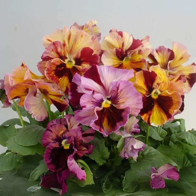 100+ Chianti Mix Pansy Seeds Heirloom Flowers Ground Cover Garden Planting