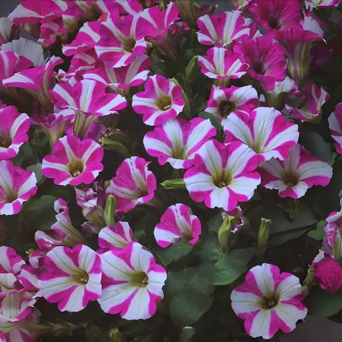 Hanging Petunia Seeds 300PCS – Trailing Flower Variety Bright & Fragrant Pollinator-Friendly Flowers for Summer Gardens