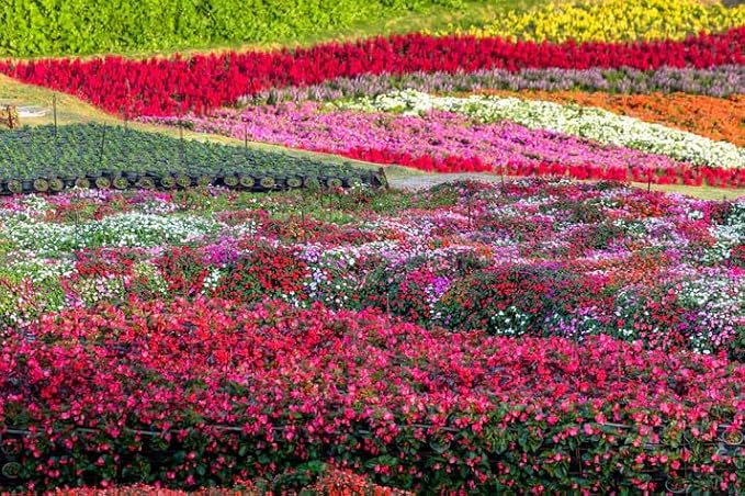 500 Mix Impatiens Seeds - Non-GMO Mixed Color Annual Flower Seed, Pollinator Friendly & Compact with Vibrant Abundant Blooms for Shade Gardens & Container Planting
