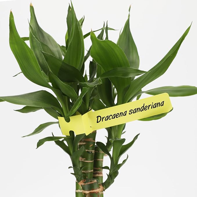 1000 Pcs 5 Colors Plastic Plant Hanging Tree Tags Nursery Garden Lables Tags Large Writing Surface,2x20cm(Box of 1000)