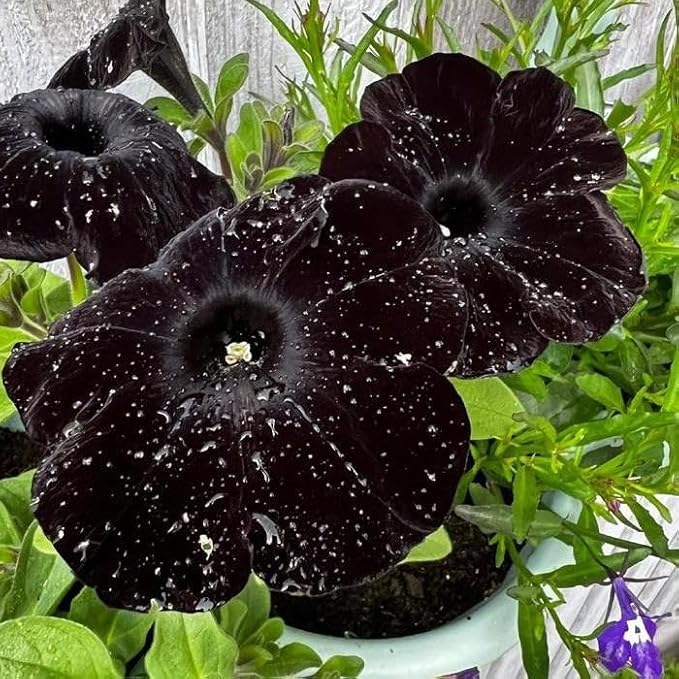 300 Black Petunia Seeds - 𝗡𝗢𝗡-𝗚𝗠𝗢 Heirloom Annual, Fragrant & Pollinator Friendly, Perfect for Garden Beds, Borders, Containers & Hanging Baskets