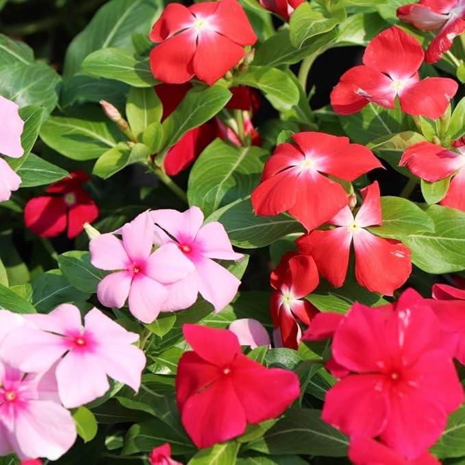 1100+ Perennial Vinca Periwinkle Flower Seed for Planting Outdoor-Non-GMO Heirloom Annual Garden Flowers Open Pollinated