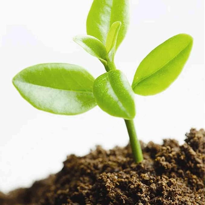 Coco Coir, Organic Coco Coir for Plants, Pressed Soil, Gardening Listed Coco Coir Bricks with Low Ec & Ph Balance - Compressed Coco Coir Bricks for Planting (Plant Coir Fiber Brick Set 4pcs)