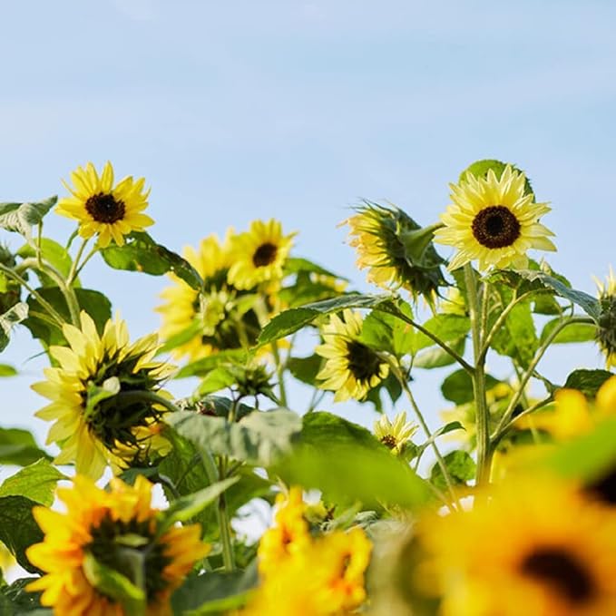 Yellow Sunflower Seeds for Planting - 25 Heirloom Non GMO Lemon Queen Flower Seeds Plant & Grow Home Outdoor Annual Garden - 1 Packet