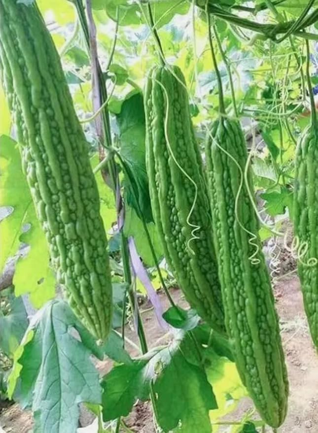 15PCS Green Skin Long Bitter Gourd Seeds Bitter Melon Seeds Asian Vegetable Seeds