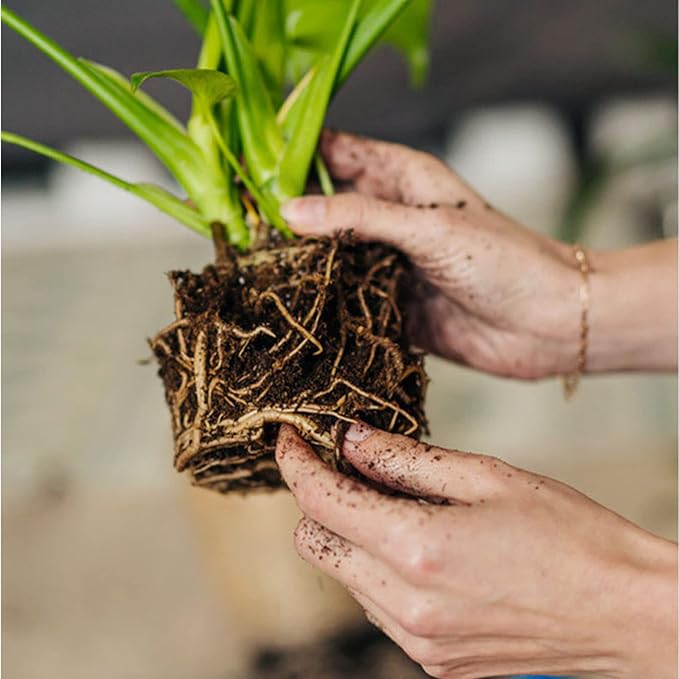 Organic Sphagnum Peat Moss, Added to Soil and Enriches Plant Roots, Gardening Soil Amendment and Carnivorous Plant Soil Media(1qt)