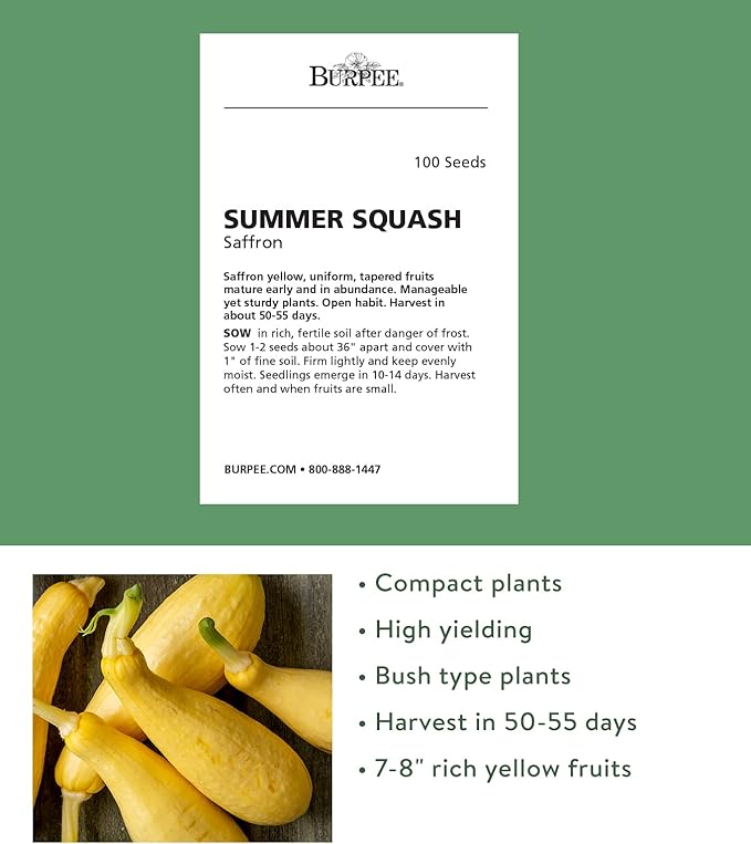 Burpee Saffron Summer Squash Seeds 100 seeds