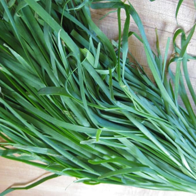 KVITER 300 Garlic Chive Seeds for Planting (Allium Tuberosum) – Organic Chinese Chive Seeds, Heirloom & Non GMO Seeds – Hardy Perennial – Kitchen Culinary Herb Seeds for Outdoor & Indoor Garden