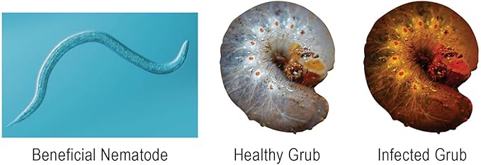 NaturesGoodGuys Beneficial Nematodes Triple Blend Pack HB+SC+SF - General Biological Pest Control (15 Million)