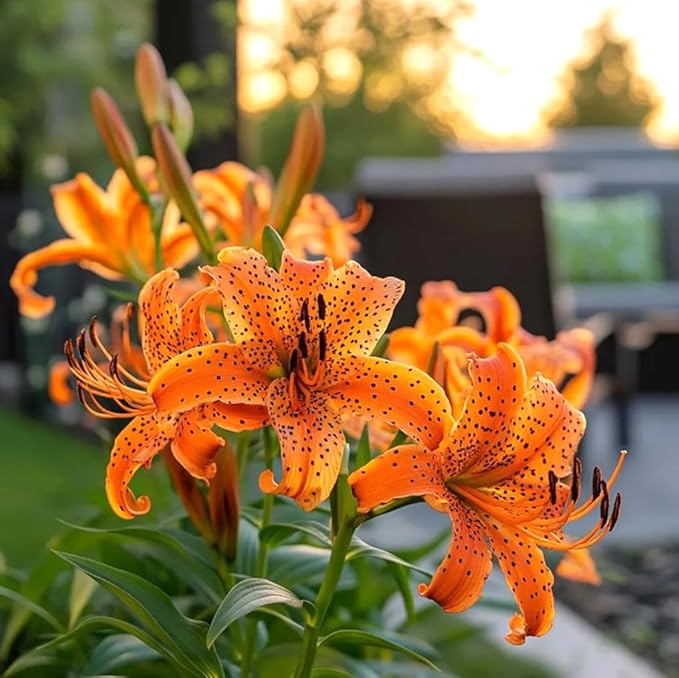 50PCS Tiger Lily Seeds Orange Flower Easy Grow Perennial Summer Bloom Pollinator Friendly Garden Plant