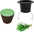 3 Inches Preseeded Herb Seeds Starter Plug for Hydroponic Applications,Seeds Starter Sponge Pod Replacement for Hydroponic Garden kit (Tarragon)