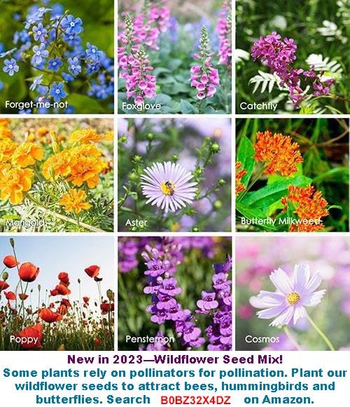 2026 EarlyBird-Sow in Fall/Spring-4000+ Bok Choy Seeds for Sprouting,Chinese Cabbage Seed for Planting,Microgreen/Sprouting Seeds for Home Vegetable Garden.黑叶白菜 (Pak Choi White Stem,10g)