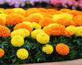 Premium Marigold Mix Seeds (1000 Count) - Hardy Annual Flower Seeds, Long-Blooming Ornamental for Garden Beds, Pots, Patios