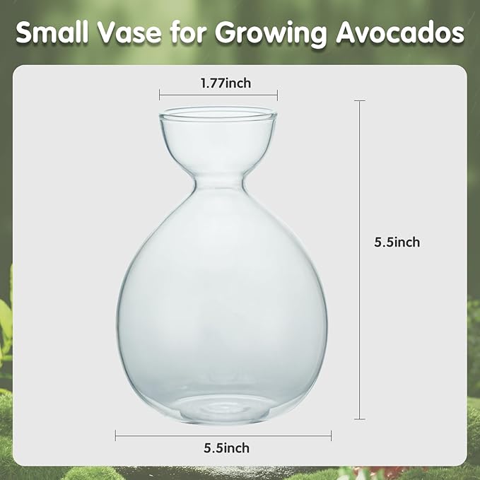 2PCS Avocado Vase Grow Glass Bulb Vases Acorn Seed Starter Vase Avocados Pit Planter Pot for Gardening Lover Indoor Hydroponics