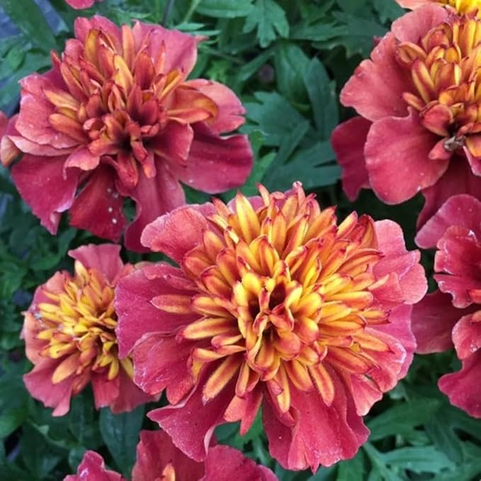 100PCS French Marigold Strawberry Blonde Seeds Tagetes Patula Heirloom Flower Seeds Home Garden