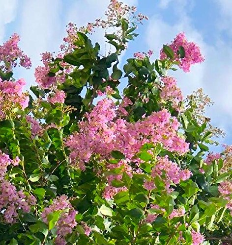 Crape Myrtle & All Flowering Trees Desert Willow Mimosa Orchid Tree Indoor Outdoor Container Grown Granular Fertilizer NutriStar 10-15-9 (25 lb.)