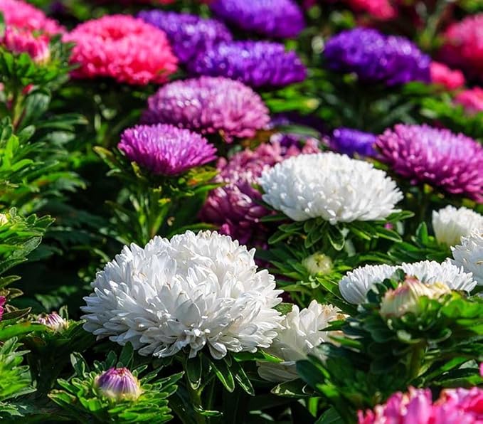 200+ Perennial Aster Flower Seeds for Planting Outdoors-Rainbow Flower Garden Home Fragrant Butterfly