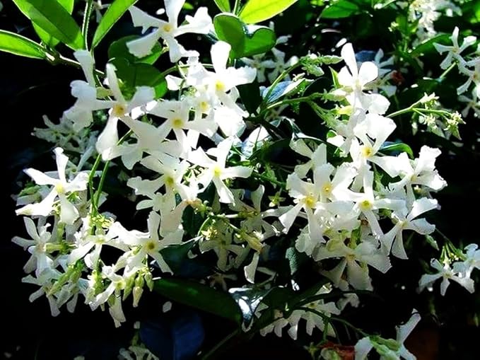 Rare Scented Jasmine Flower Easy to Grow 5g Seeds