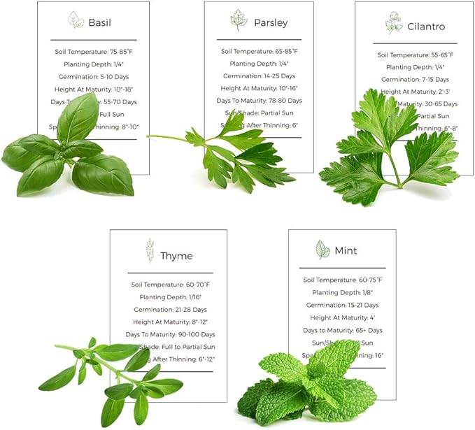 Herb Garden Seeds Collection - 5 Culinary Herb Seeds Pack - Organic Basil, Mint, Parsley, Cilantro and Thyme Seeds, Heirloom Non-GMO Seeds for Planting