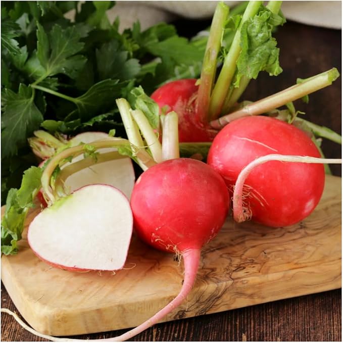 Seed Needs Radish Seeds for Planting German Giant Radishes - Non-GMO, Heirloom & Untreated - Grow a Home Grown Vegetable Garden - Cool Weather Crops (1 Pack)