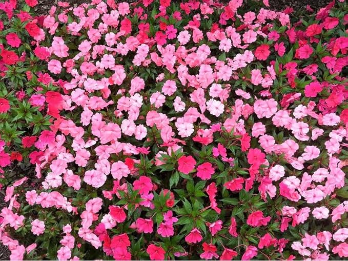 500 Mix Impatiens Seeds - Non-GMO Mixed Color Annual Flower Seed, Pollinator Friendly & Compact with Vibrant Abundant Blooms for Shade Gardens & Container Planting