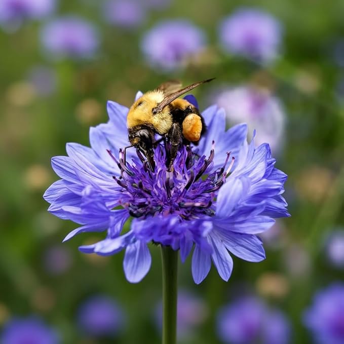 3,000 Bachelor Button Seeds for Planting - Cornflower Wildflower Seed (Centaurea cyanus), Non-GMO Heirloom Flowers, Pollinator Garden, Attracts Bees & Butterflies, Cut Bloom for Outdoor Borders