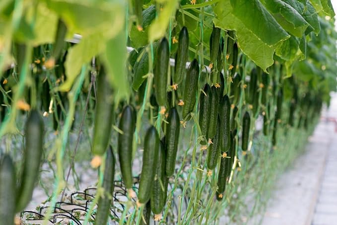 Seeds Cucumber Chinese Wonder Open-Pollinated / 60 Days/Non GMO/Heirloom