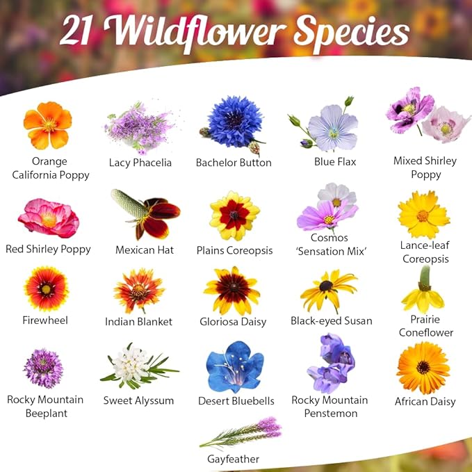 Drought Tolerant Wildflower Seeds - 4oz Packet, Open-Pollinated Bulk Flower Seed Mix for Beautiful Perennial, Annual Garden Flowers - No Fillers - 1/4 Pound