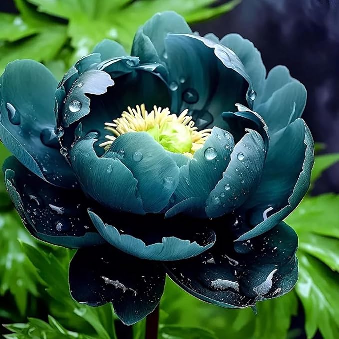 100+ Double Mixed Peonies Seeds for Planting Outdoors,Premium Peony Seeds Non-GMO Heirloom Perennial Flower,Peony Flowers Seed with Ruffled Blooms Garden Home