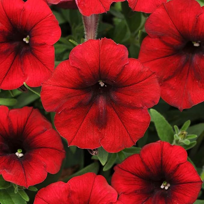 250+ Mixed Petunia Hybrida Flower Seed for Planting Outdoor Non GMO