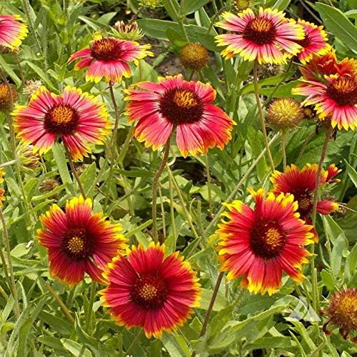 Outsidepride Gaillardia Aristata Red Blanket Flower Seeds for Planting - 1000 Pcs Perennial Wildflower Seeds, Drought-Tolerant for Xeriscaping, Borders, Pollinator Gardens, or Wildflower Mixes