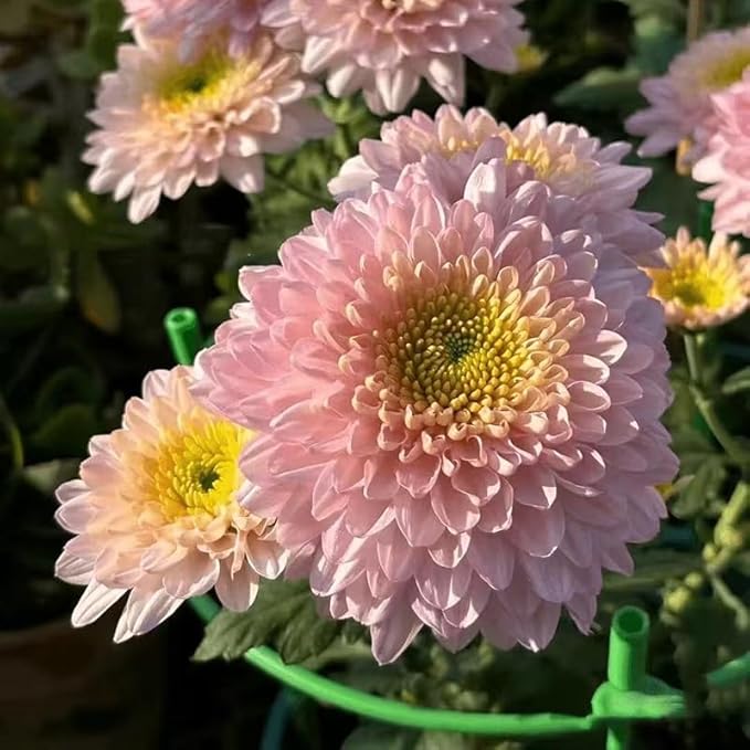 100+ Mix Chrysanthemum Seeds Showy Blooms Flowers Cut Flowers Planting Perennial Non-GMO Mum Flower